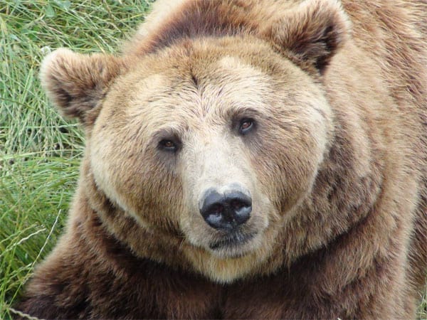 11 Possible Interpretations if You Dream About Bears - Happier Human