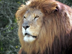 Lion or Lioness Dream Interpretation and Meaning