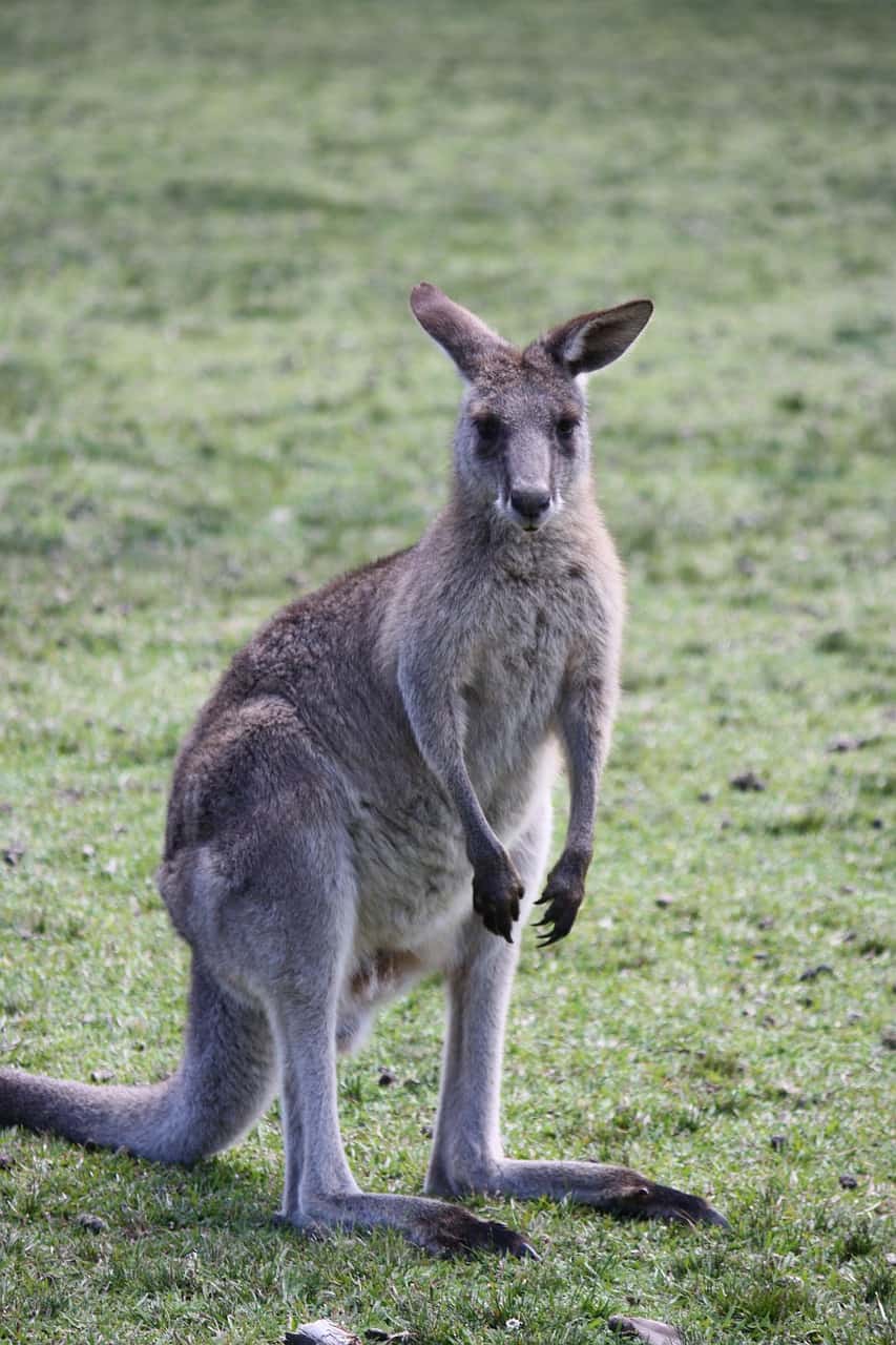 kangaroo dream meaning