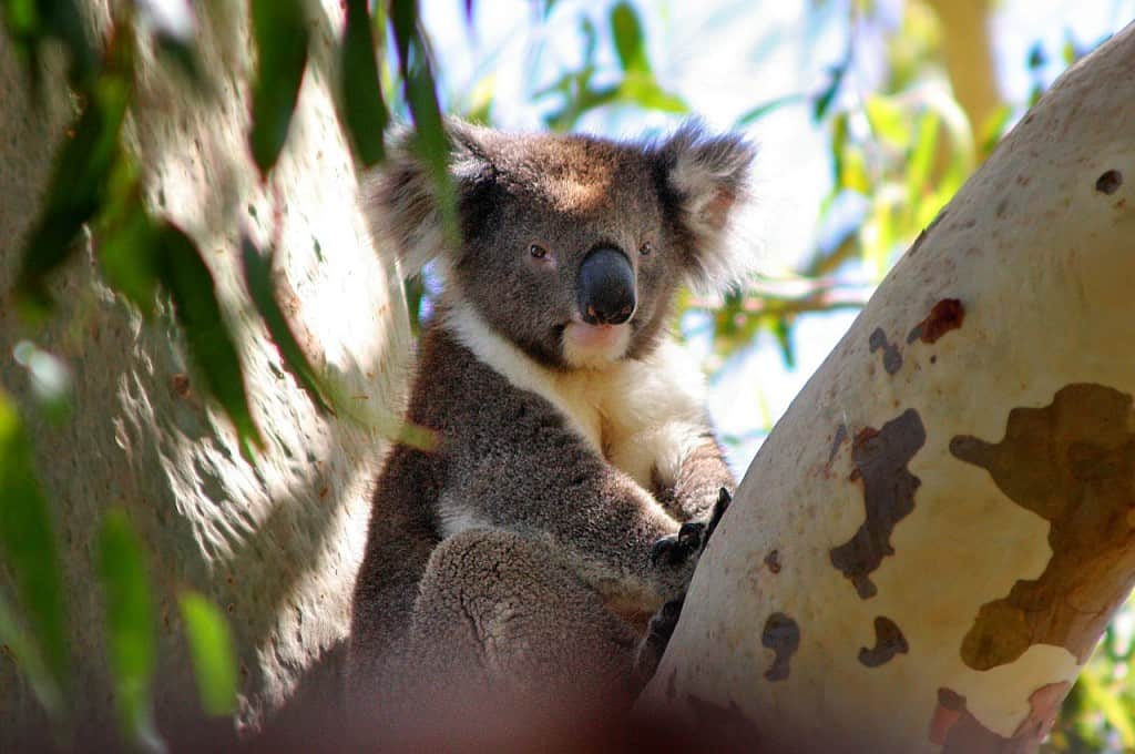 Koala Bear Dream Meaning