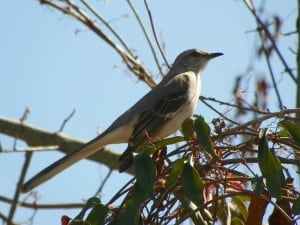 Mockingbird Dream Meaning