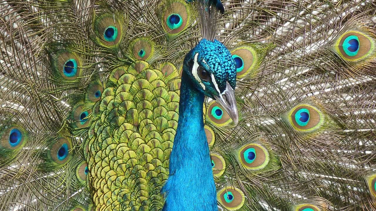 peacock dream meaning