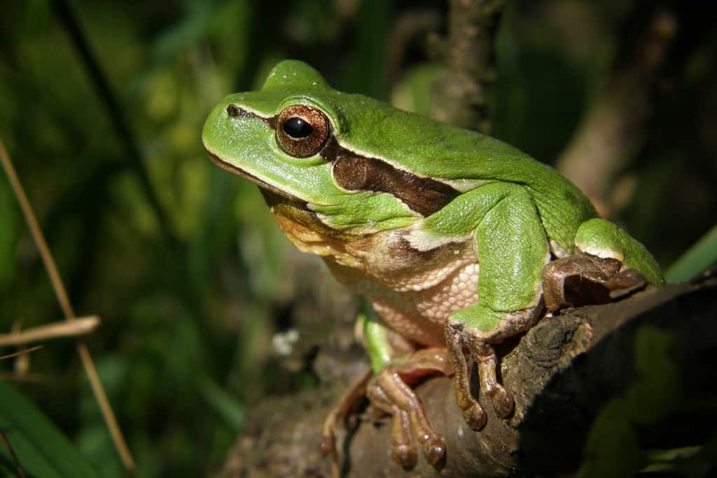 Frog Dream Symbol Meaning