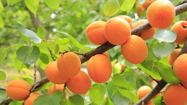 apricot dream meaning