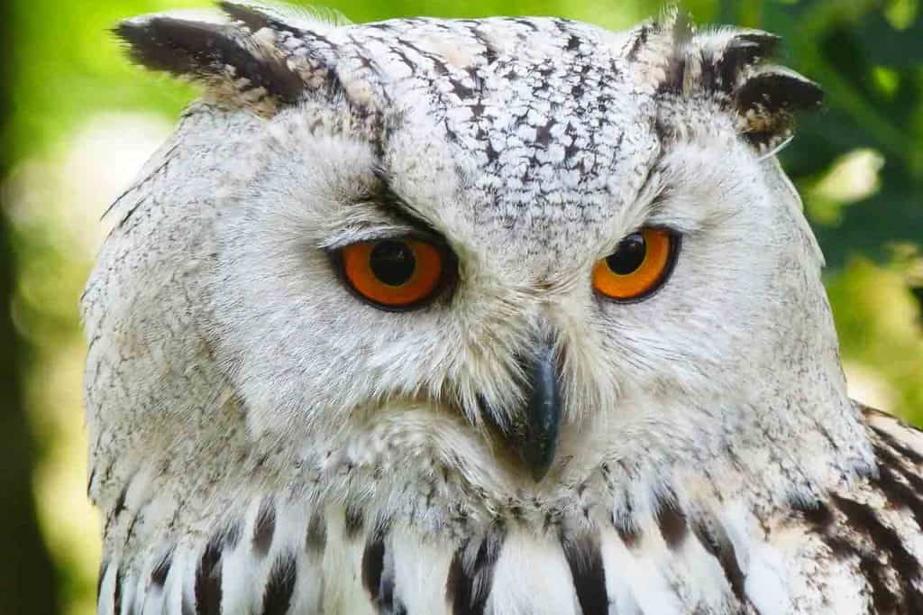 What Does An Owl Signify In A Dream