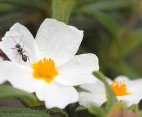 ant spirit animal dream meaning