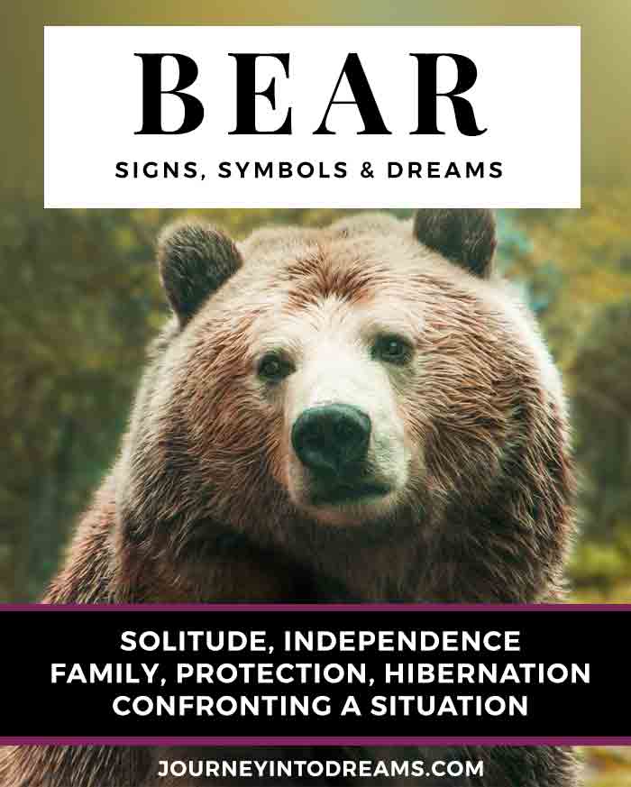 bear dream meaning symbols