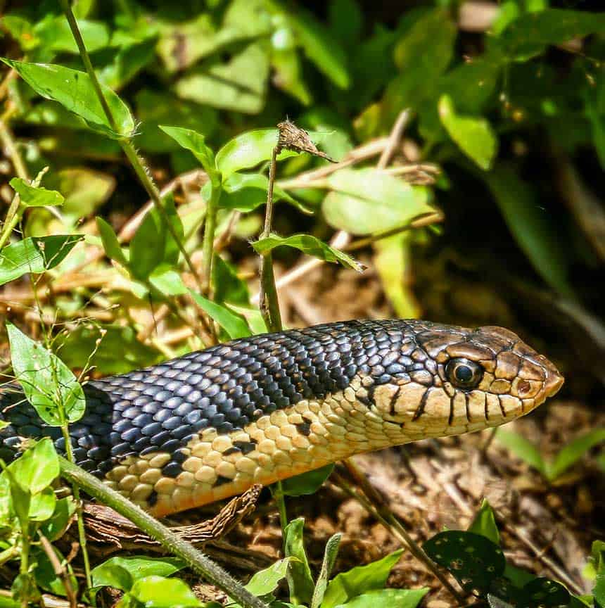 black madagascar snake