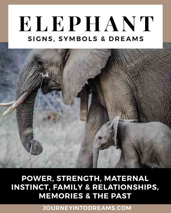 Elephant Symbol And Dream Meaning Journey Into Dreams