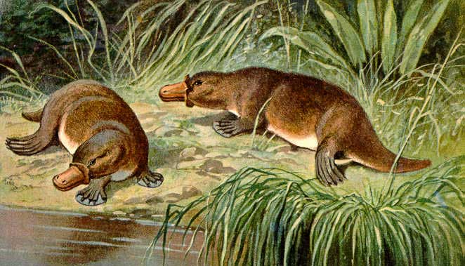 platypus dream meaning