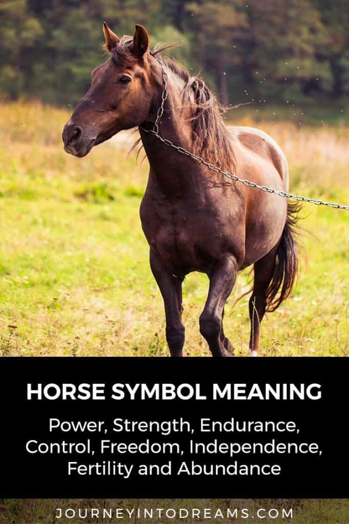 horse dream meaning and spirit animal  dream dictionary