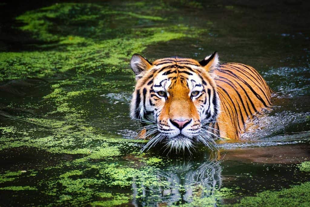 Pouncing for protection: Tiger cub defends mom from brother's 'attacks' –  WGAU