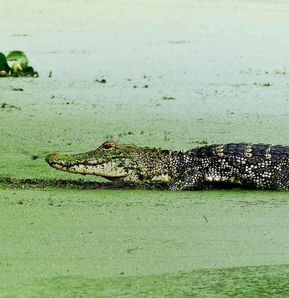 alligator or crocodile