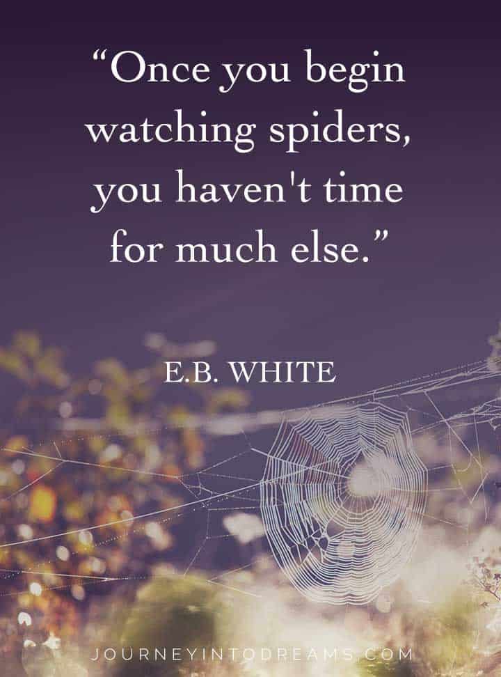 eb white spider quote