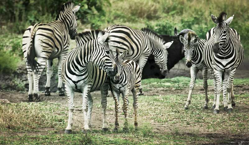 zebra community