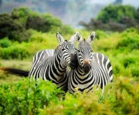 zebra meaning