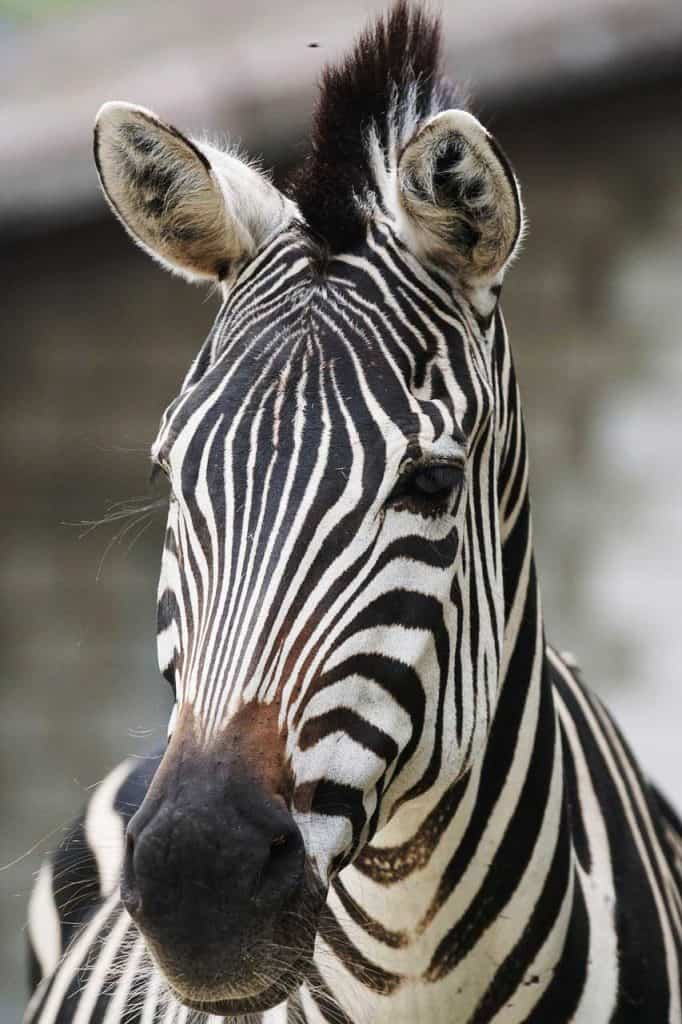 zebra symbol unique