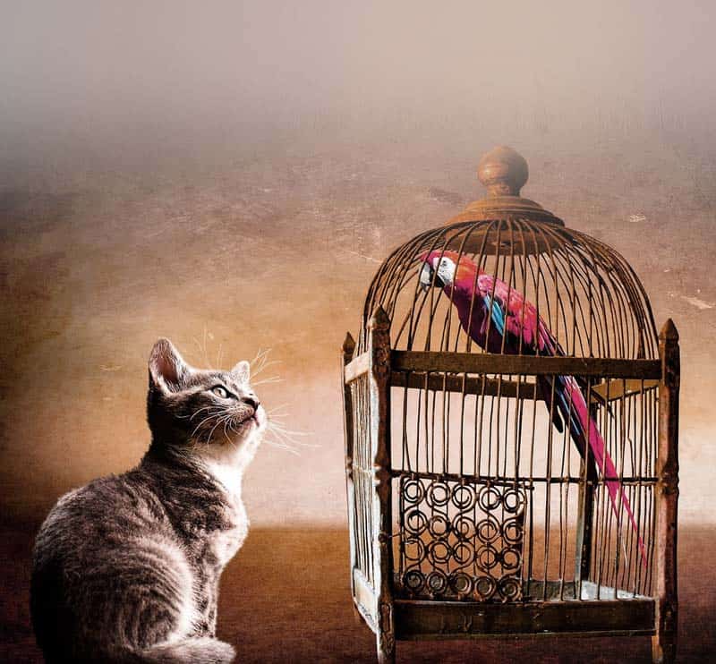 parrot being held captive by cat as a symbol of insecurity