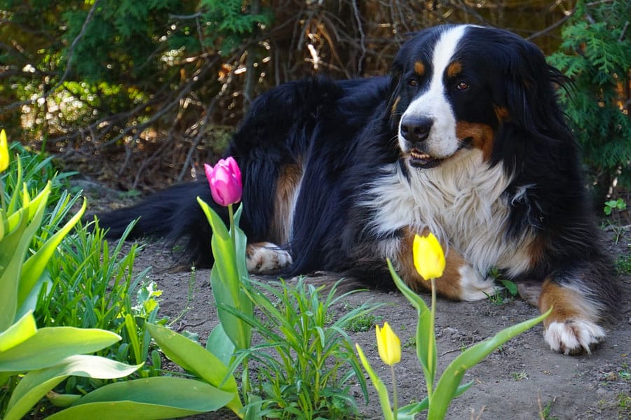 bernese mountain dog symbol for loyalty