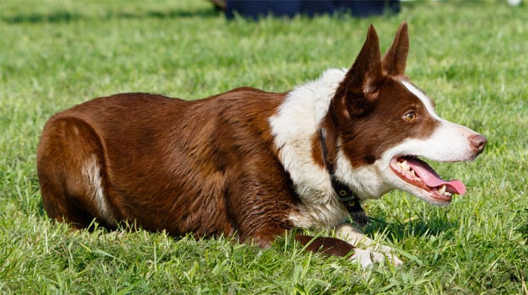 border collie