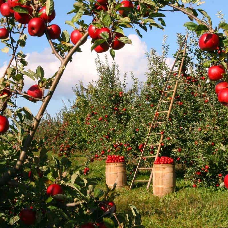 ladder in tree dream meaning