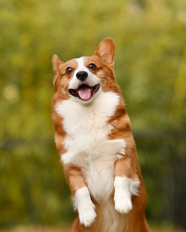 corgi dog meaning