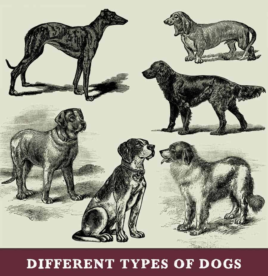 different types of dogs