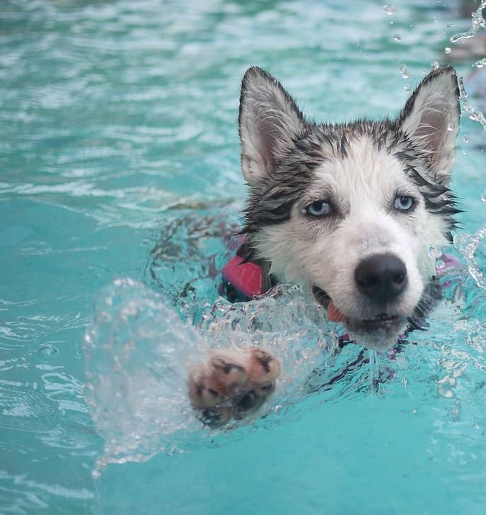 dreaming of a dog swimming