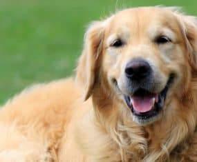 meaning of dream about dogs