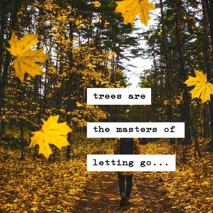 trees are the masters of letting go