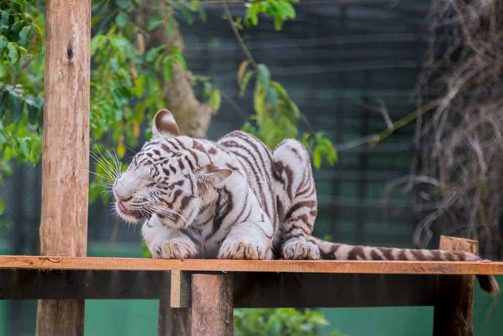 white tiger