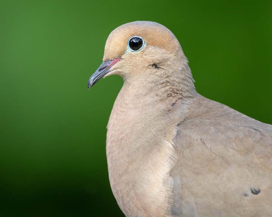 dove-symbolism-pigeon-meaning