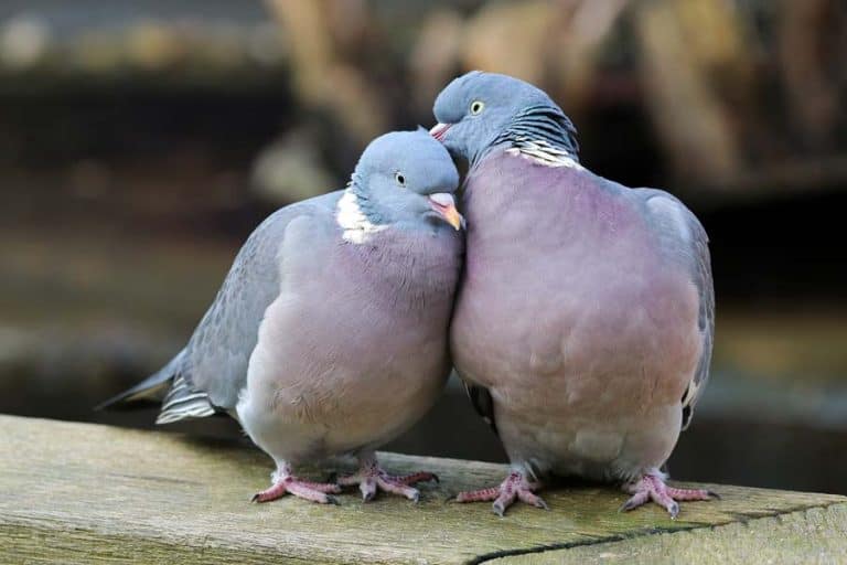 Dove Symbolism & Pigeon Meaning