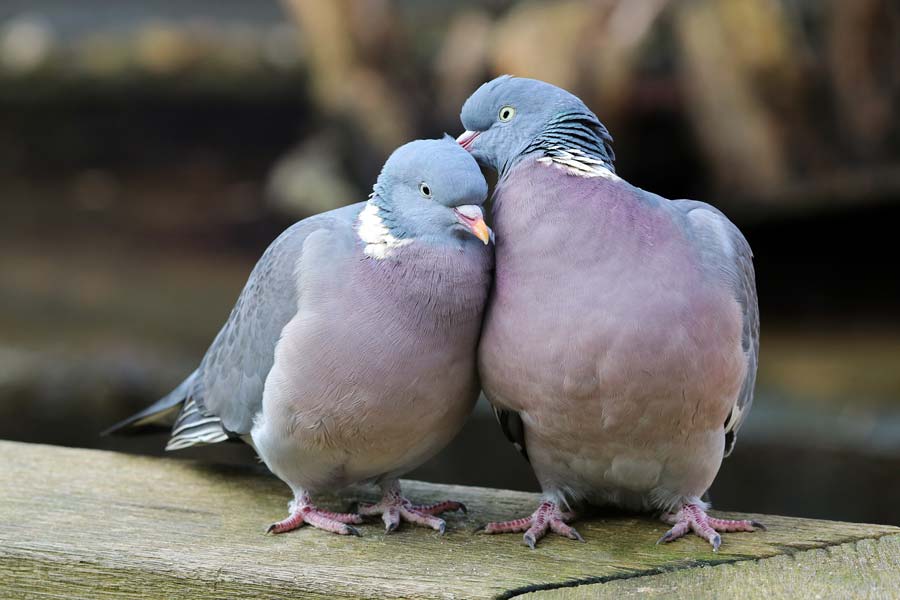 dove-symbolism-pigeon-meaning