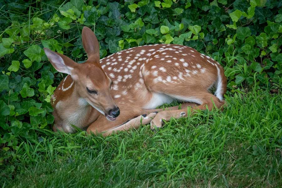 deer surrounded by ivy