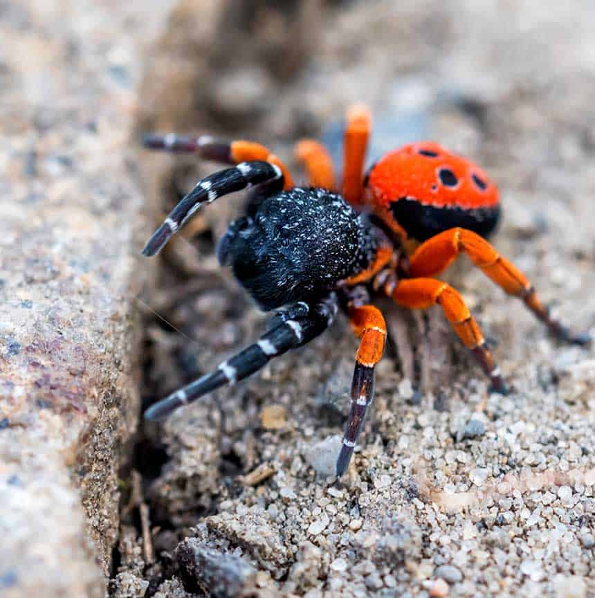 orange and black spider