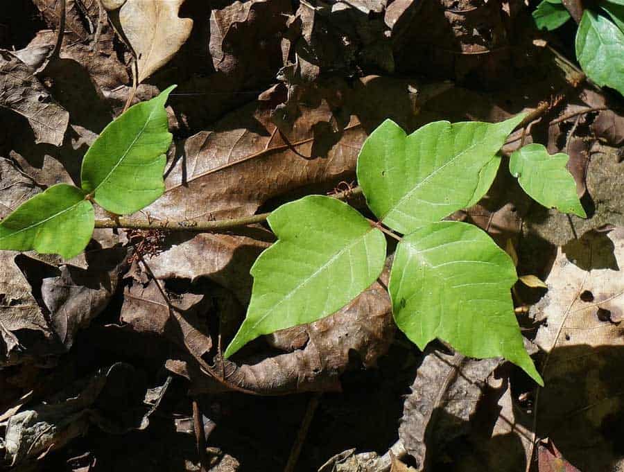 poison ivy