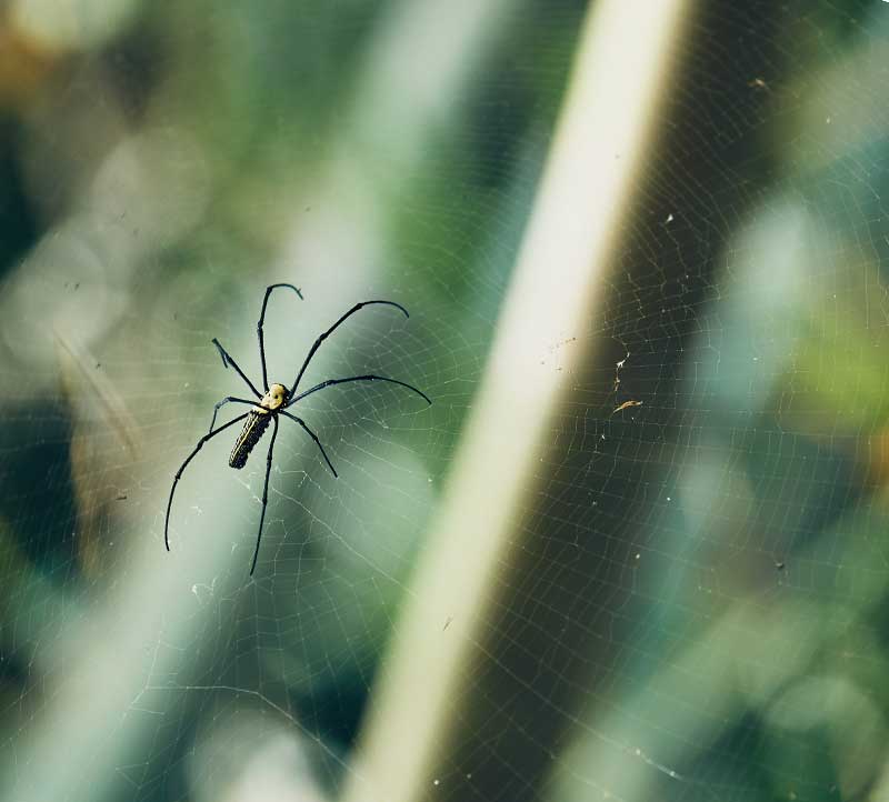 Searches For “Spider Dreams” Have Spiked, So What Do They Mean?