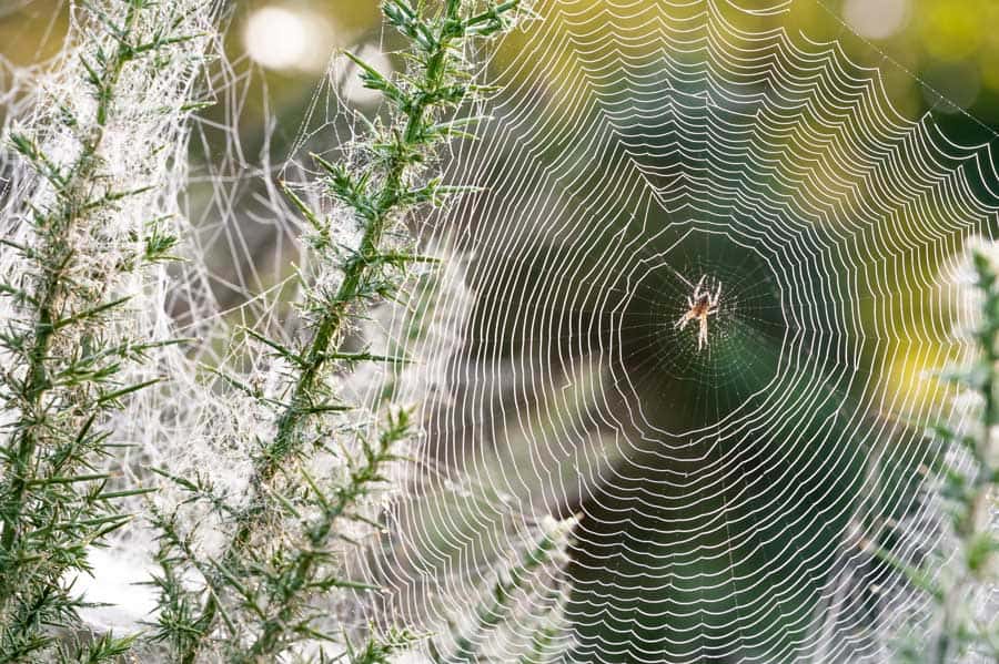 spiritual meaning of spider webs