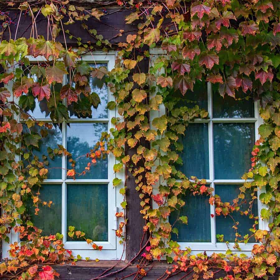 window covered in ivy dream example