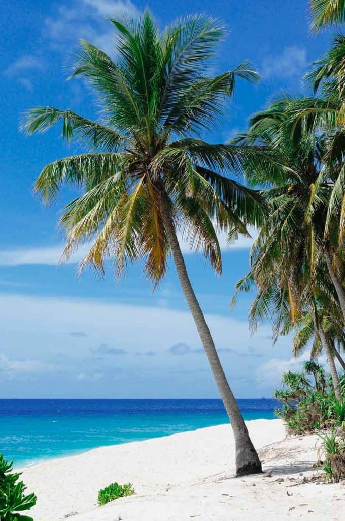 tropical island beach with palm tree