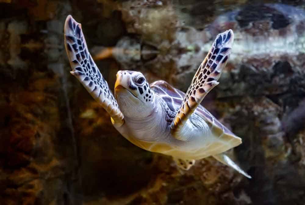 Sea Turtle