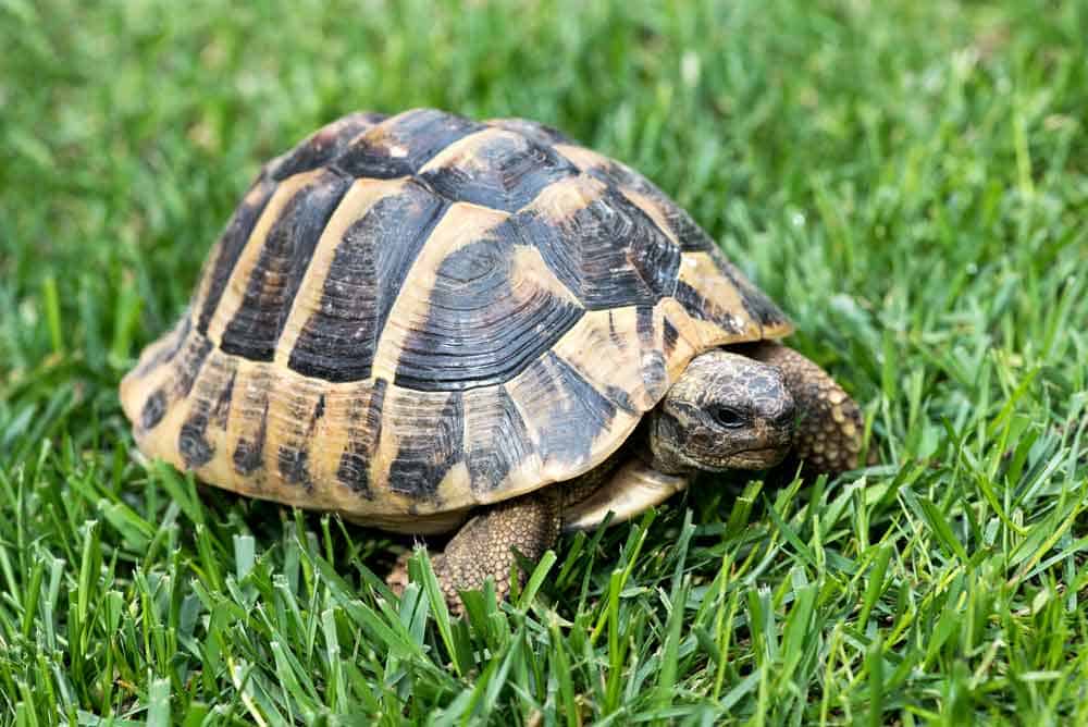 Turtle in the Grass