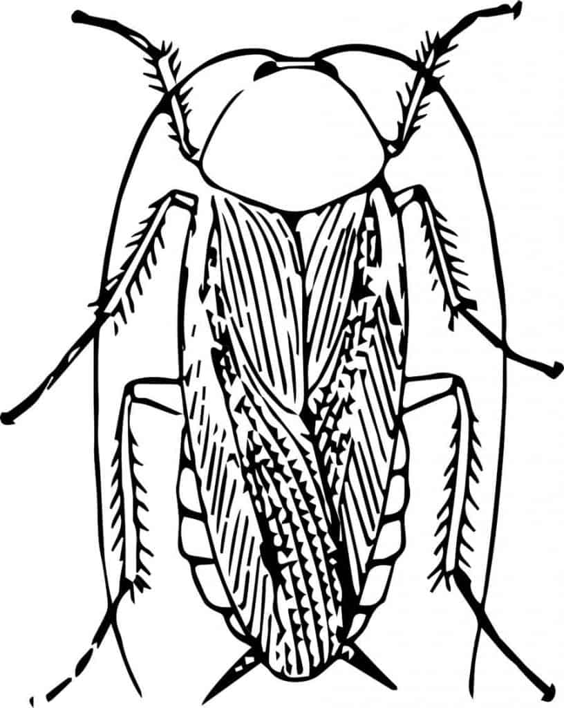 cockroach illustration