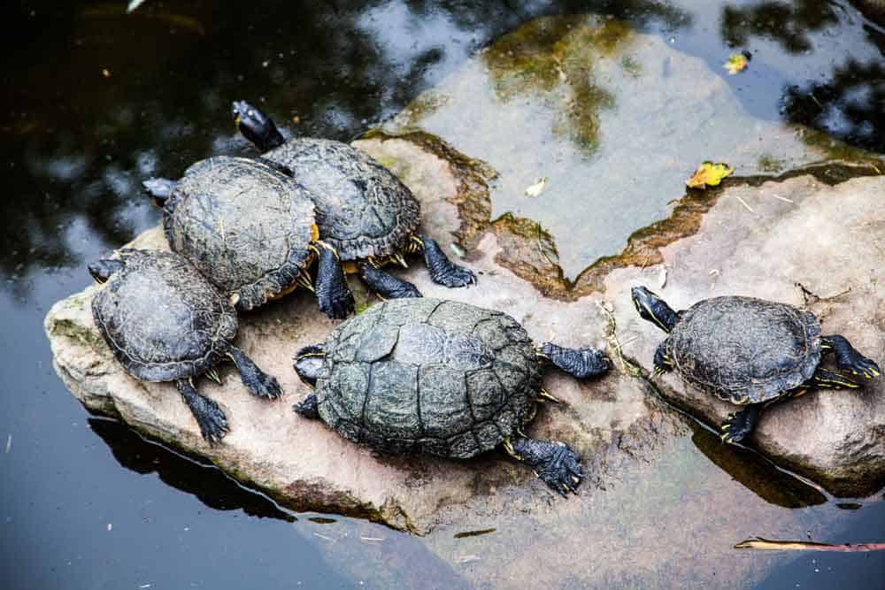 Group of Turtles on Rock