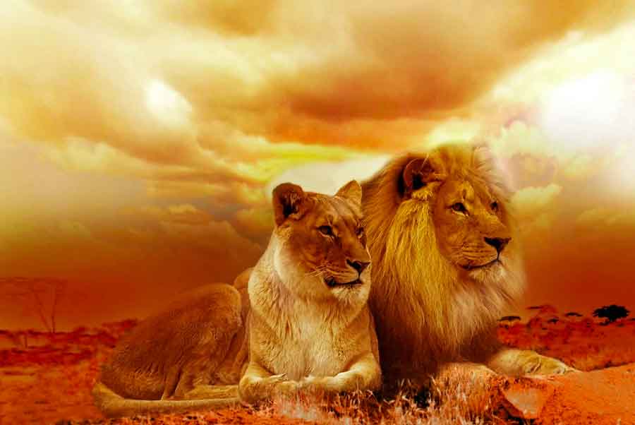 lion couple as symbol for leos romantic traits