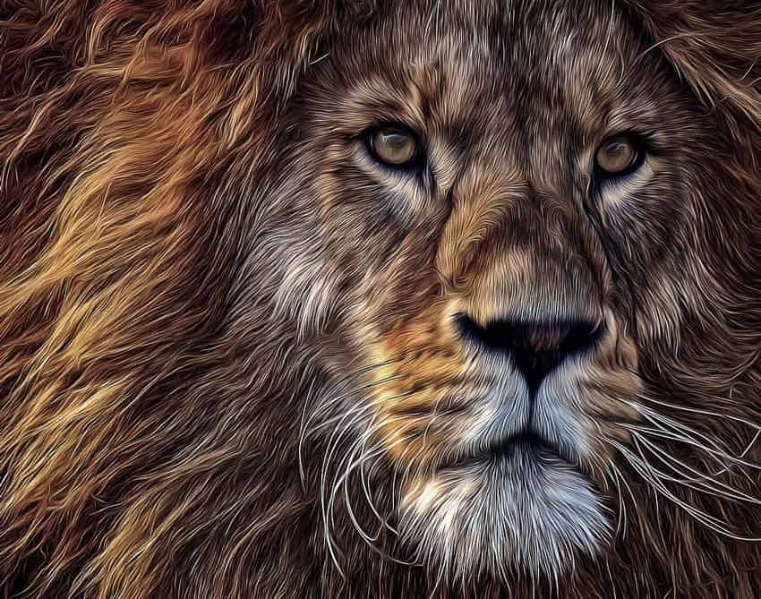 fearless lion