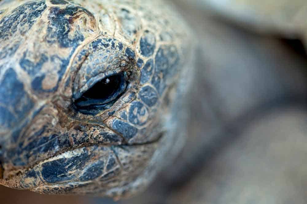 Close up Turtle