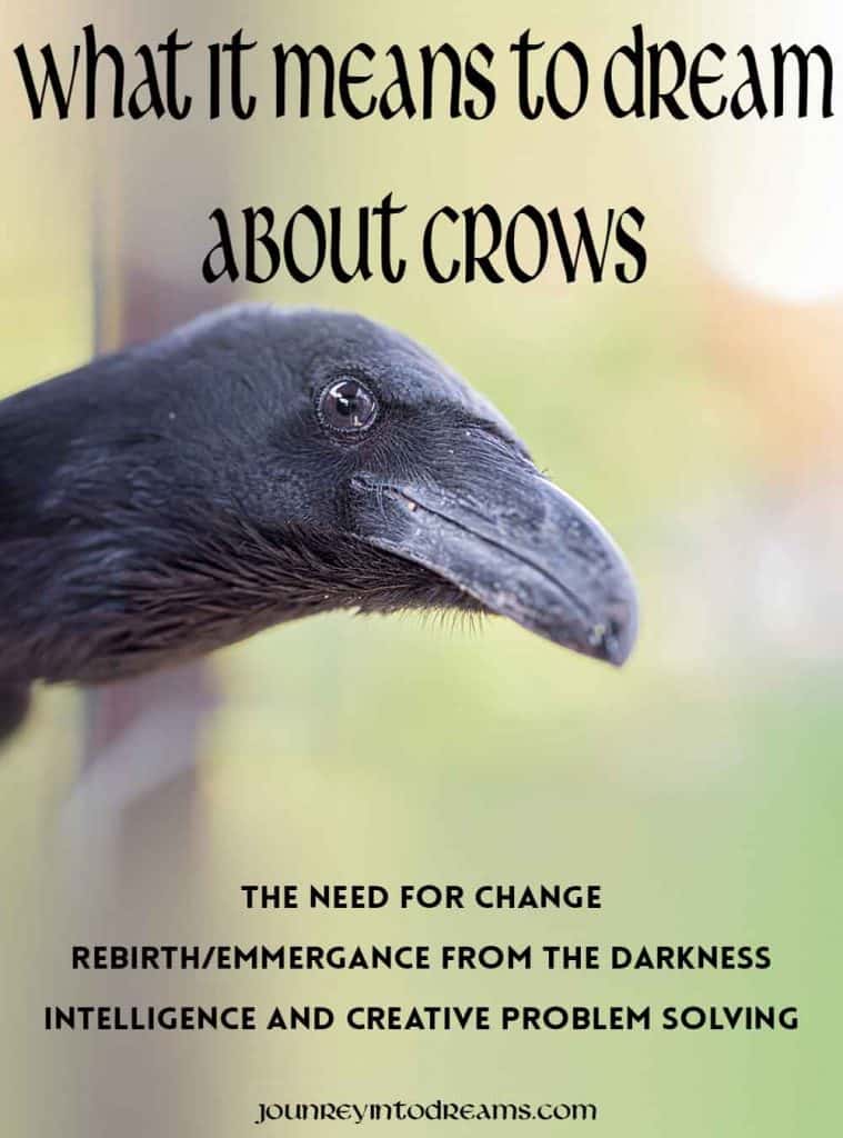 Pinterest Crow
