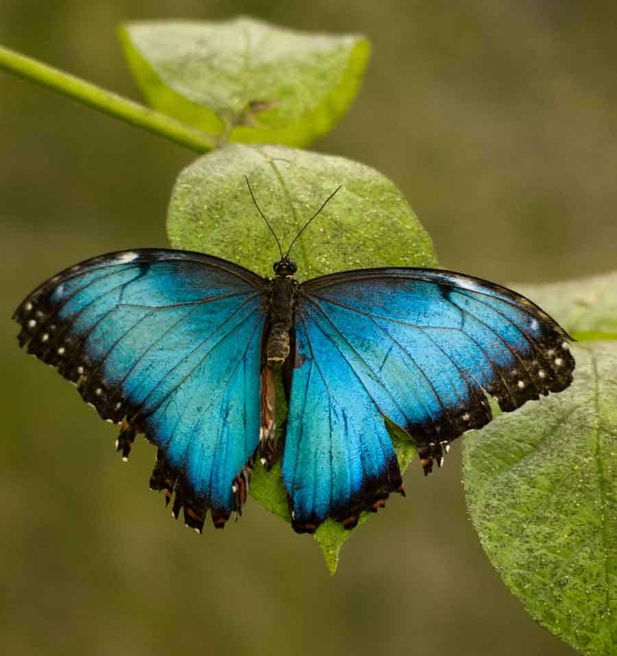 blue butterfly